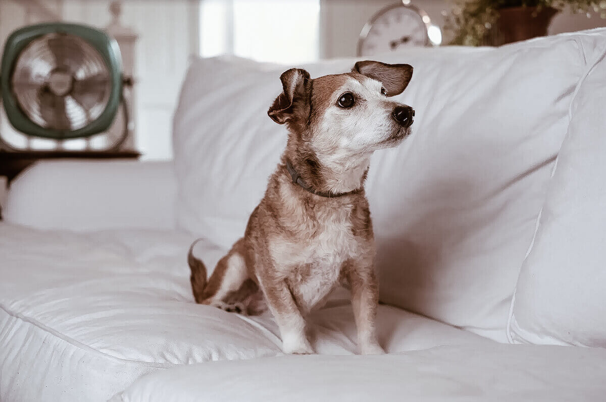 small dog posing on couch